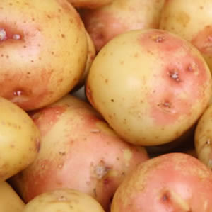 Potato King Edward 2012 - Garden Express Australia